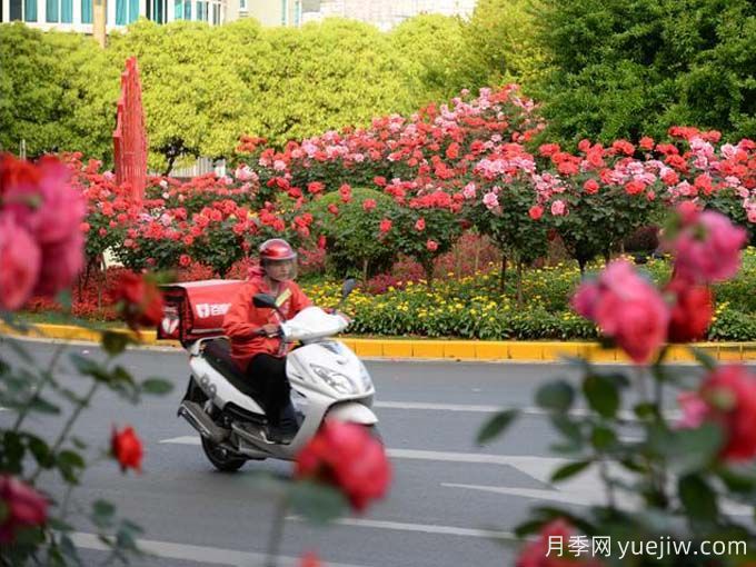 凯里月季市花文化和景观图集(图3)