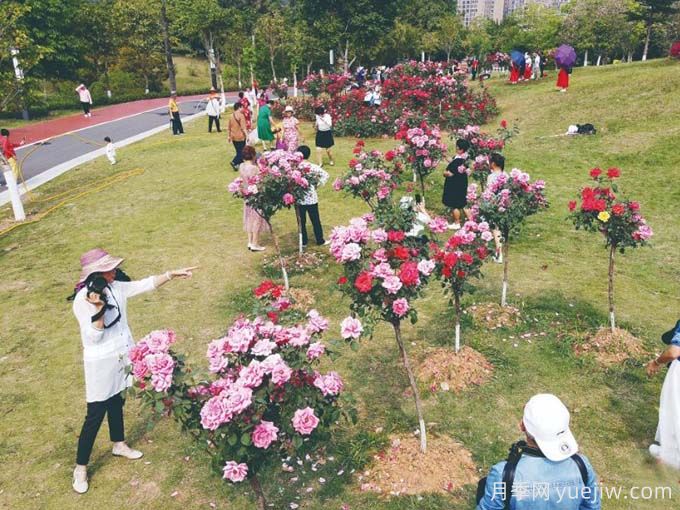 梧州月季应用和景观图集(图1)