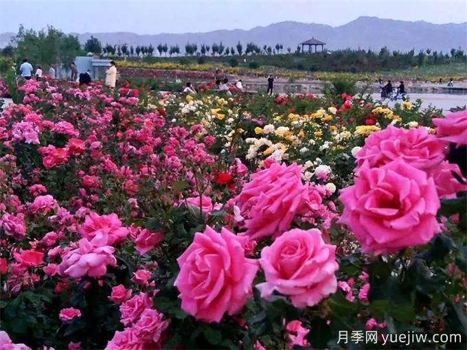 金昌月季市花文化和景观图集(图1)