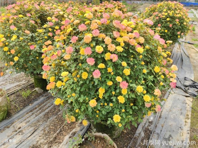 月季(玫瑰)的花季分类，造型月季花球花柱拱门展示(图4)