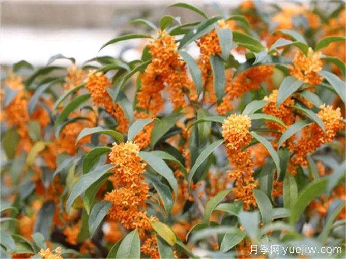 九月开花的花卉，九月份开花的植物有哪些？(图1)