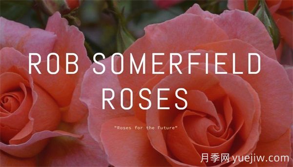 月季育种家：新西兰Rob Somerfield(图1)