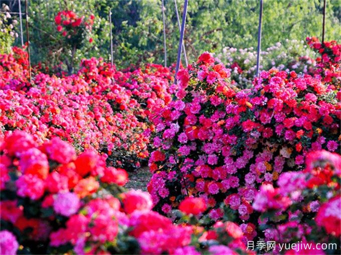 舞钢百亩玫瑰月季花海醉美旅游文化节(图1)