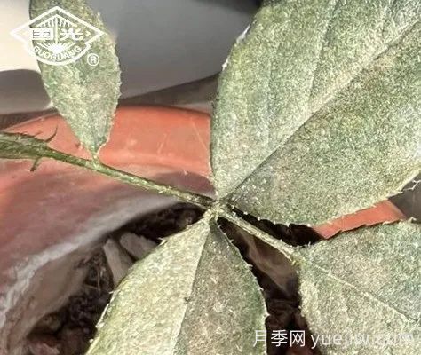 常见月季虫害防治技术大全，赶快收藏(图1)