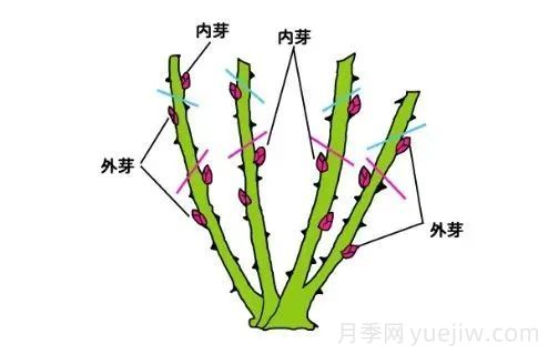 月季冬季修剪不宜过早(图4)