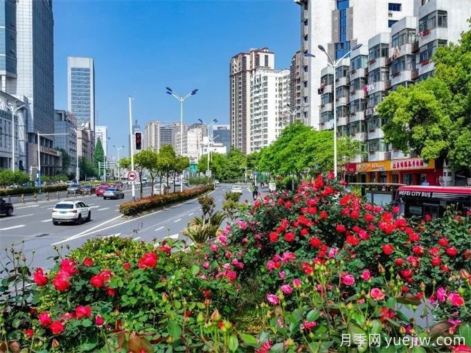 合肥树状月季大道，大朵月季扮靓城市风景(图1)