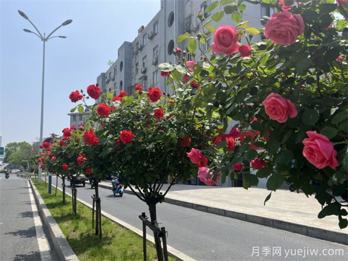 合肥树状月季大道，大朵月季扮靓城市风景(图2)