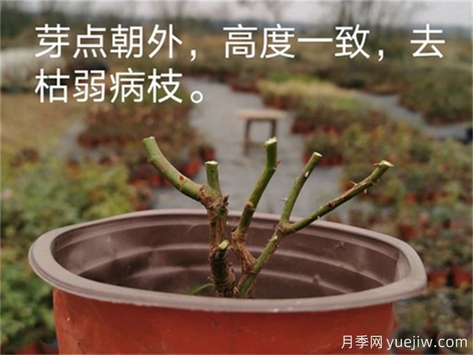 月季的冬季如何管理？怎样使盆栽月季花开不断？(图2)