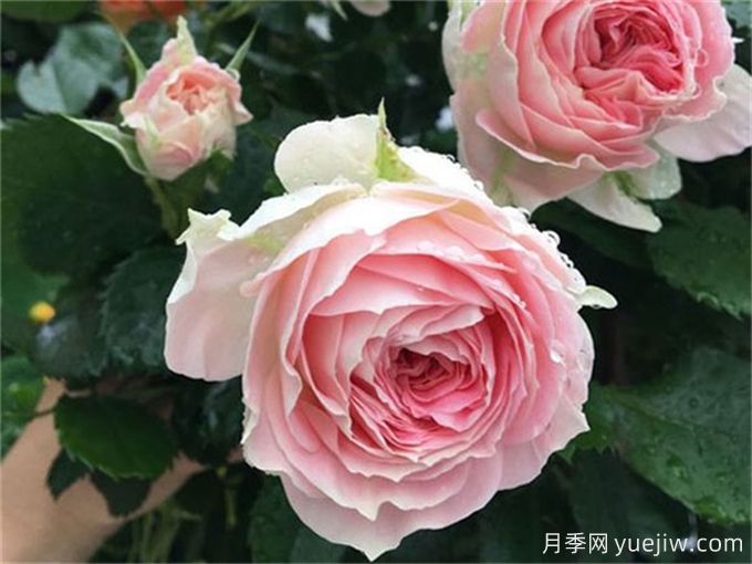 哪些月季花开花时间长？这5款月季品种花期超长(图2)