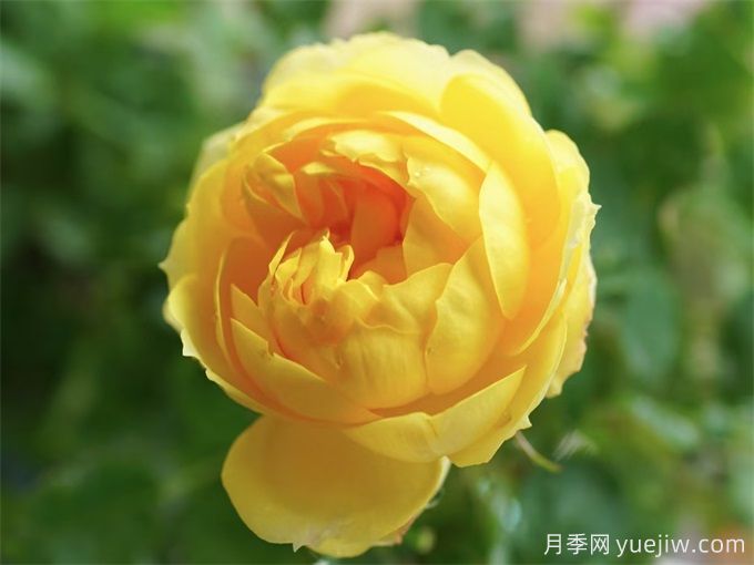 哪些月季花开花时间长？这5款月季品种花期超长(图3)