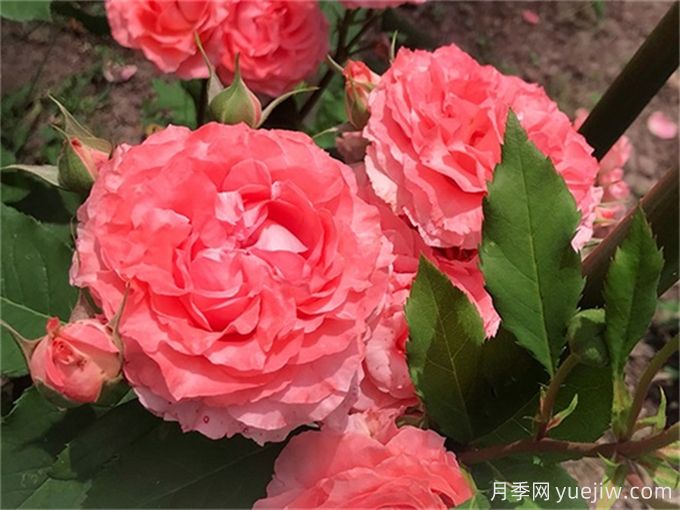 花店必备80种玫瑰花，开始认识多色切花月季(图9)