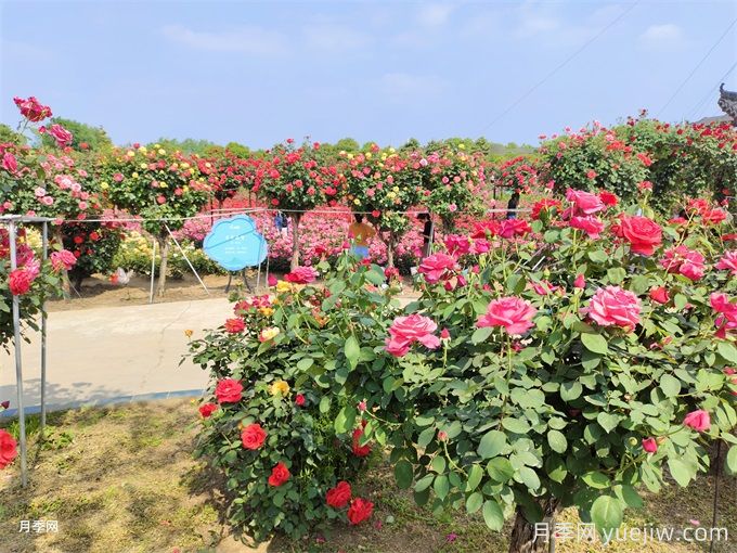 月季花园建造及藤本灌木月季应用(图2)