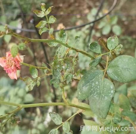 想要月季秋花开的美，关键是防治蓟马(图1)