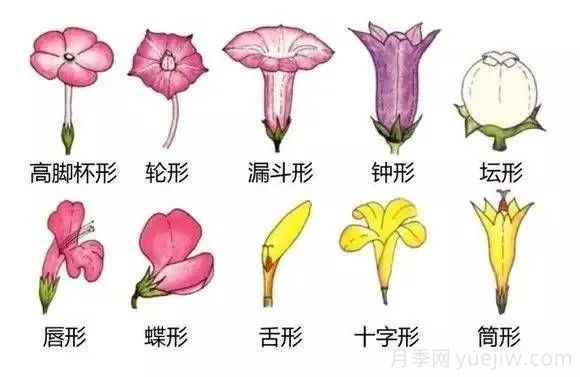 花的形态术语(图3)