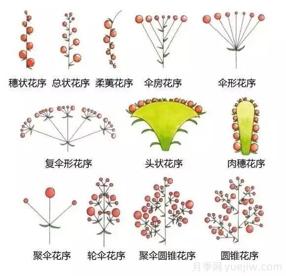 花的形态术语(图2)