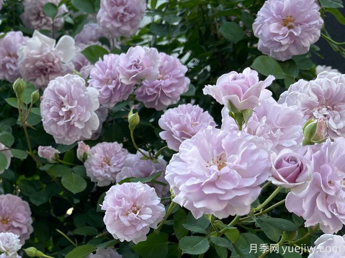 蓝色阴雨月季，花量大、长势快、花色清新(图1)