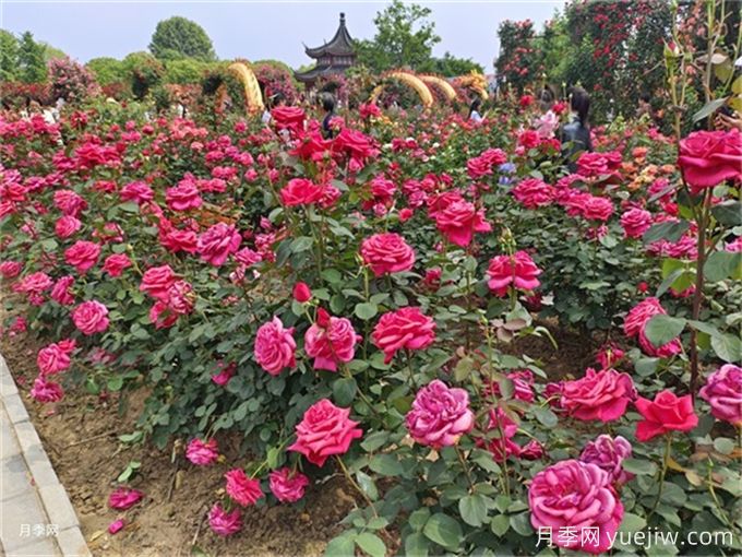 不同庭院花境风格对植物配置的要求(图2)