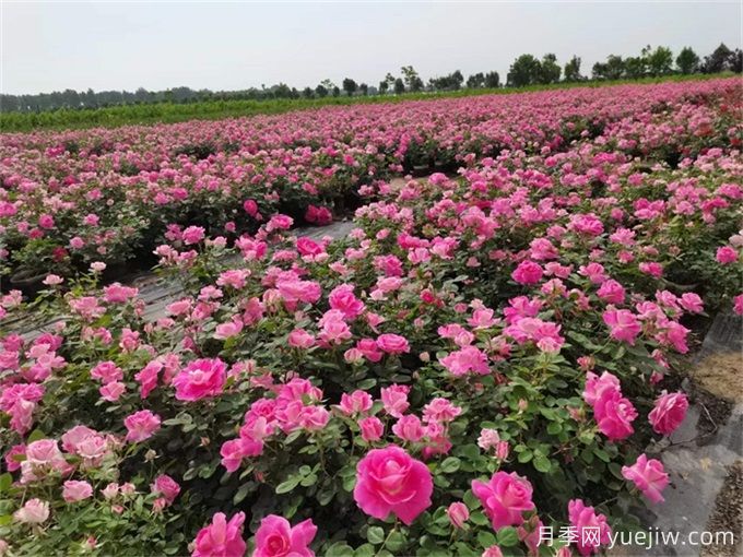 不同庭院花境风格对植物配置的要求(图3)