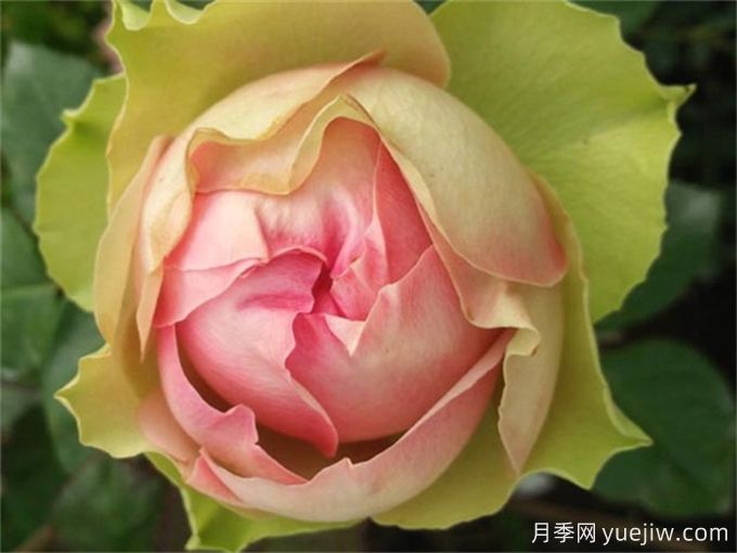 4种花期超长的月季花，养一盆长期有花赏(图2)