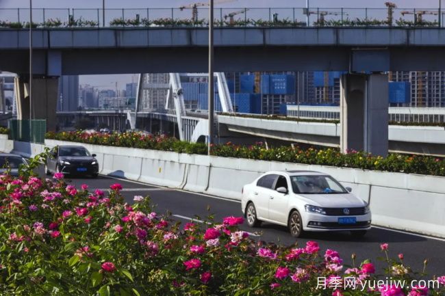 浙江宁波10月“一路生花”的高架月季又开了(图3)