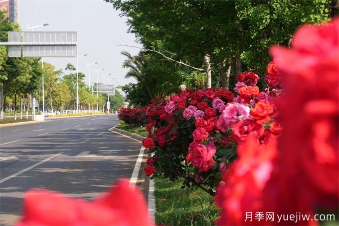 昆明市呈贡区2500余株树状月季齐绽放，街头处处是风景(图3)