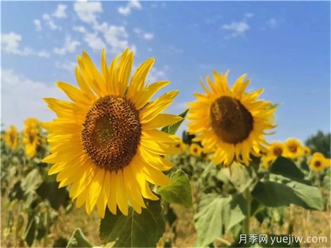 夏天10大美花，必须得有月季花(图2)