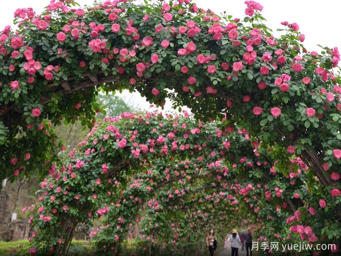 资阳字库山的月季花海盛宴，赶赴美丽(图1)