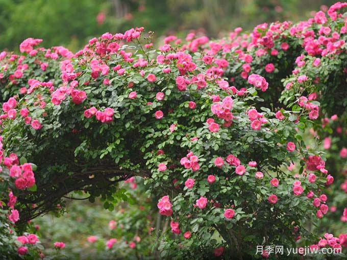 资阳字库山的月季花海盛宴，赶赴美丽(图2)