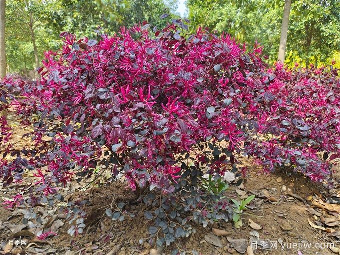 园林植物：红花檵木(图2)