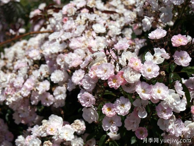 漂亮的花边月季/梅赫伦花边(图4)