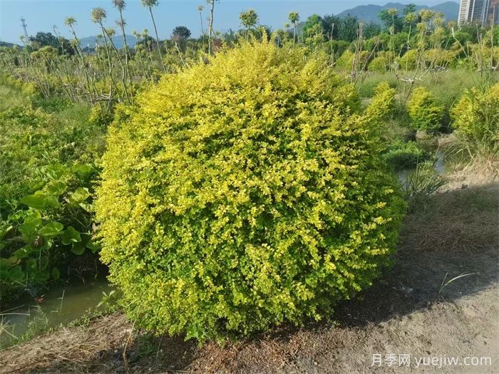 植物科普：亮晶女贞(图1)