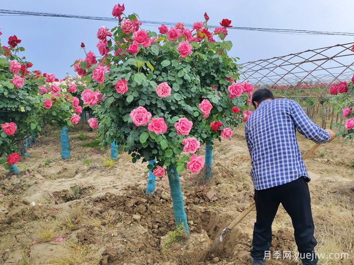 园林绿化苗木起多大土球合适？移植树穴如何挖？(图1)