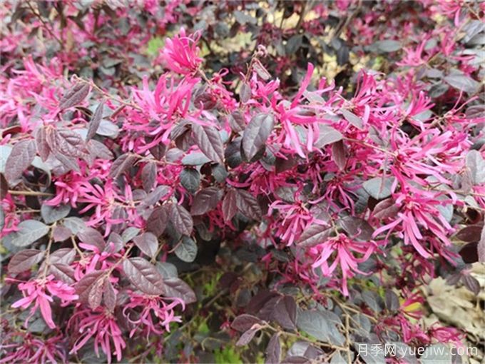 植物科普：红花檵木(图1)