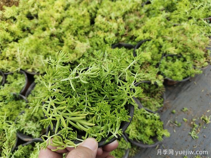 植物科普：佛甲草(图1)