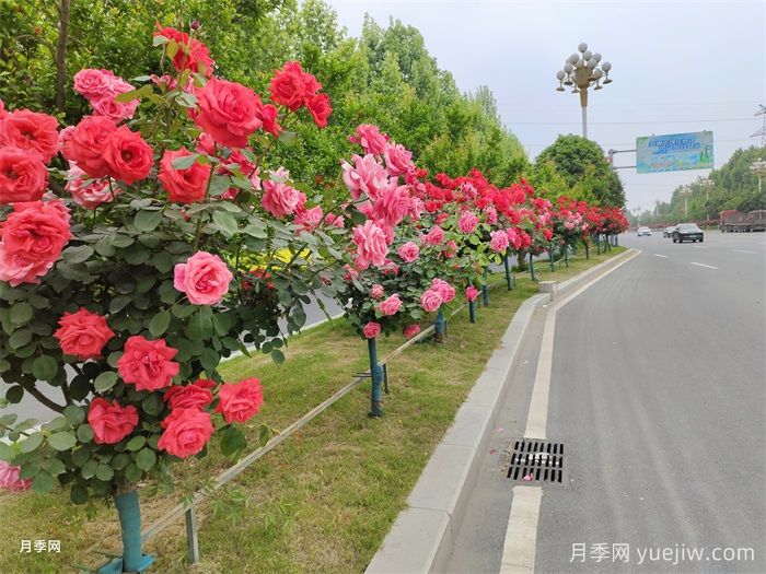 植物生态习性决定园林绿化景观的成败(图1)