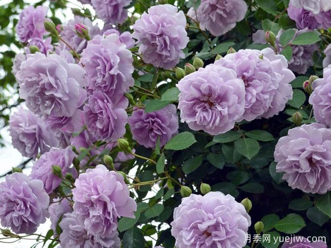 蓝色阴雨月季，花色独特勤花多头(图1)