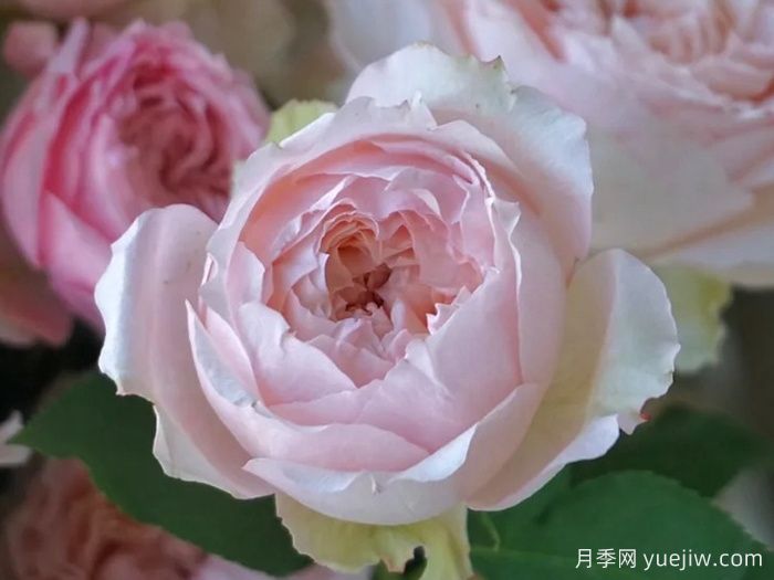 蜂蜜朱莉塔月季/蜂蜜朱丽叶塔(图1)