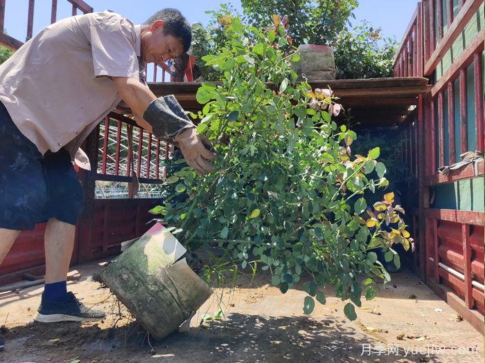 长势不良的盆栽月季，冬剪之后开花效果超好(图3)