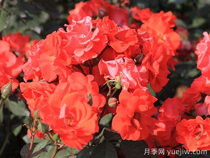 花房月季(图2)