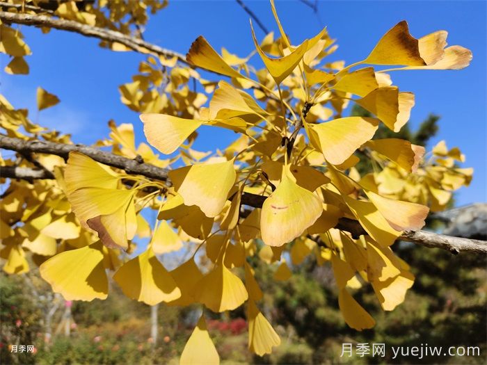 植物百科：银杏树(图1)