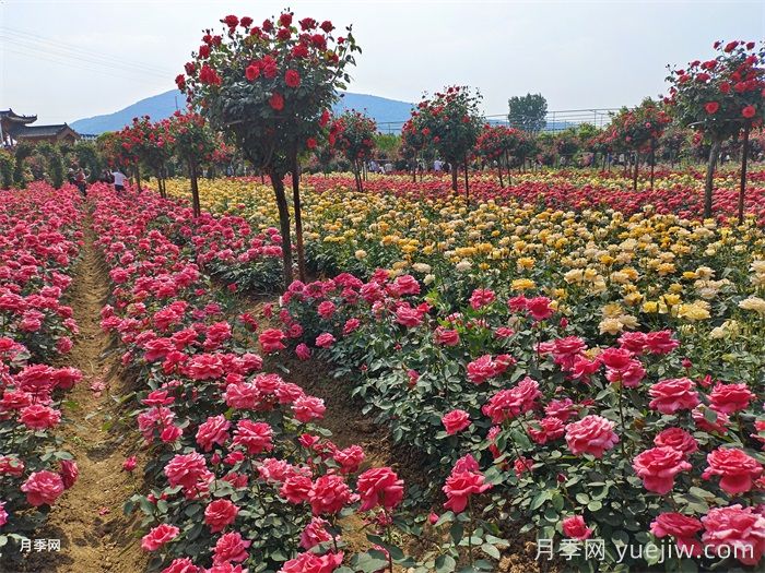 花木基地如何打开庭院苗木市场(图1)