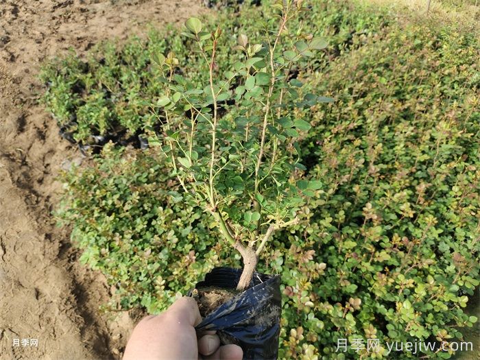 春季种植月季苗注意事项(图1)