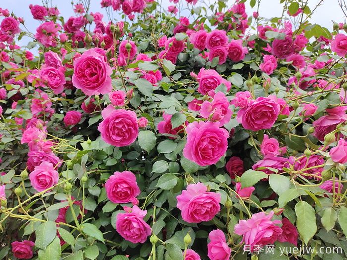 北方花园城市建设常用植物(图1)