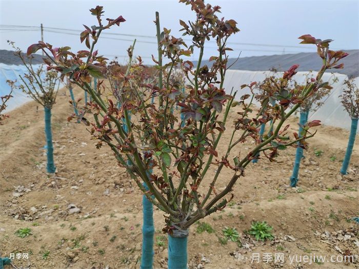 月季春季修剪抹芽，满树花开爆花枝头(图1)