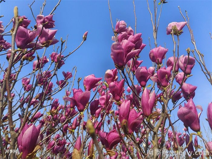 北方超级耐寒的十大漂亮花木(图1)