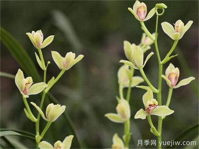 兰花植物形态特征(图1)