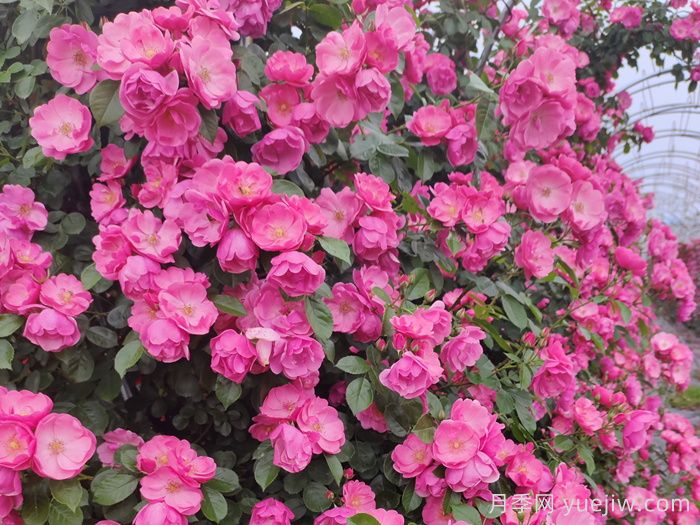 藤本月季百科(图1)
