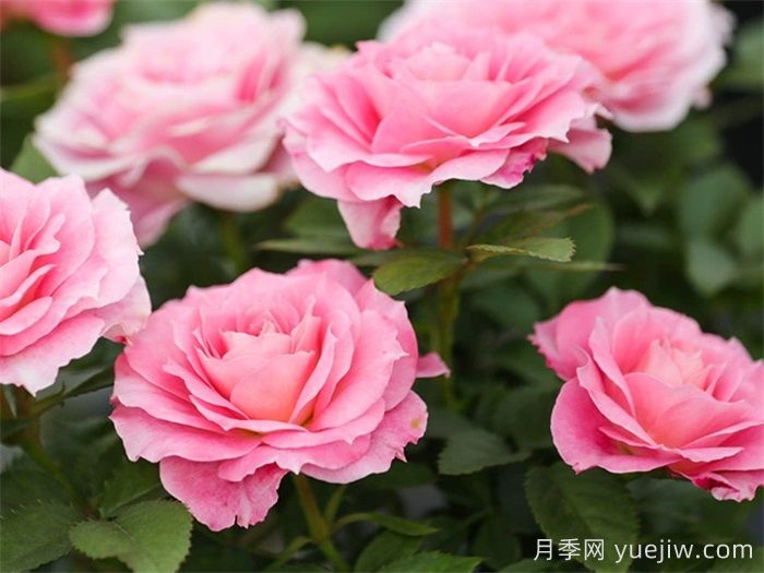 推荐6种月季花就为庭院花园打造(图1)