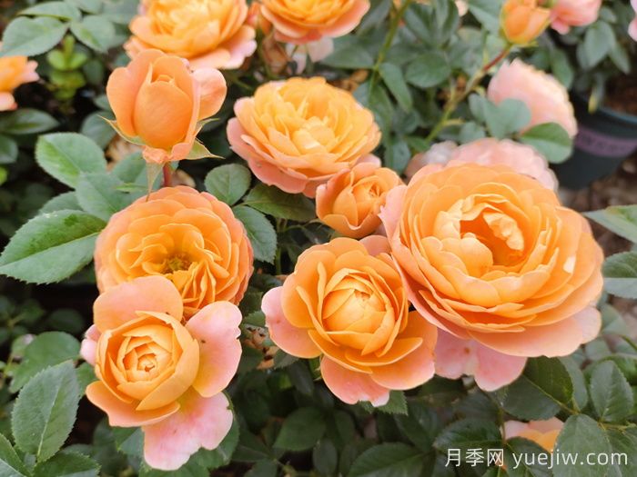 10种经典月季花品种，开成花海很惊艳(图1)