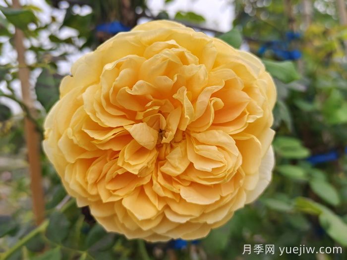 10种经典月季花品种，开成花海很惊艳(图4)